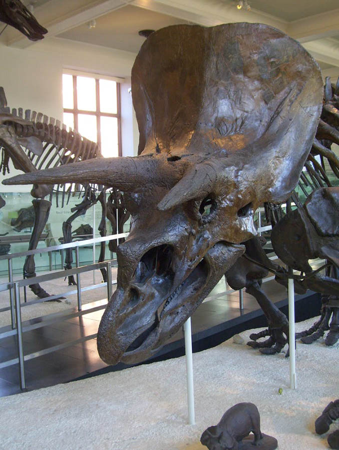 Although Triceratops had a ‘beak’ this was very different to a bird’s beak. Stephen Poropat/American Museum of Natural History