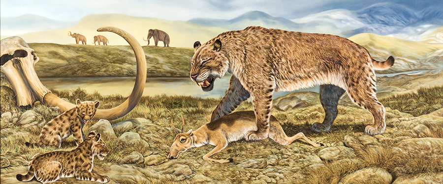 American Scimitar Cat