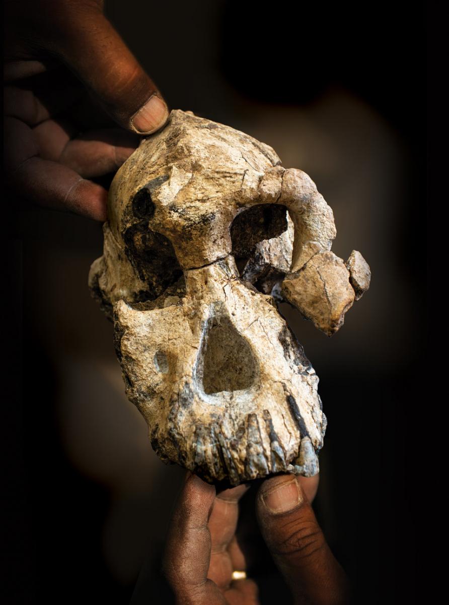 An Australopithecus anamensis skull composite, rendered by Jennifer Taylor. Dale Omori and Liz Russell, Courtesy of Cleveland Museum of Natural History