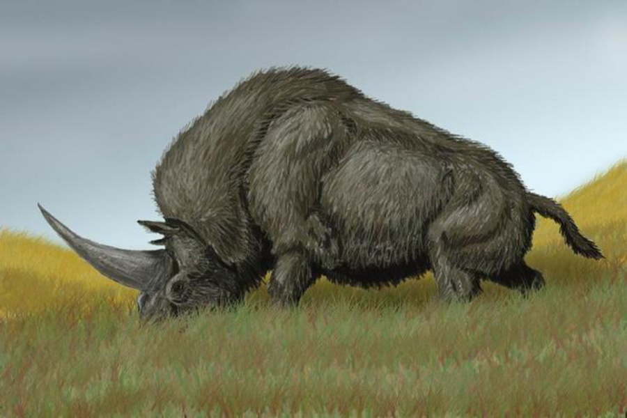 An artist's interpretation of a Siberian unicorn, which is believed to have lived on the Plains of Eurasia at least 39,000 years ago. WIKIMEDIA COMMONS/DMITRY BOGDANOV