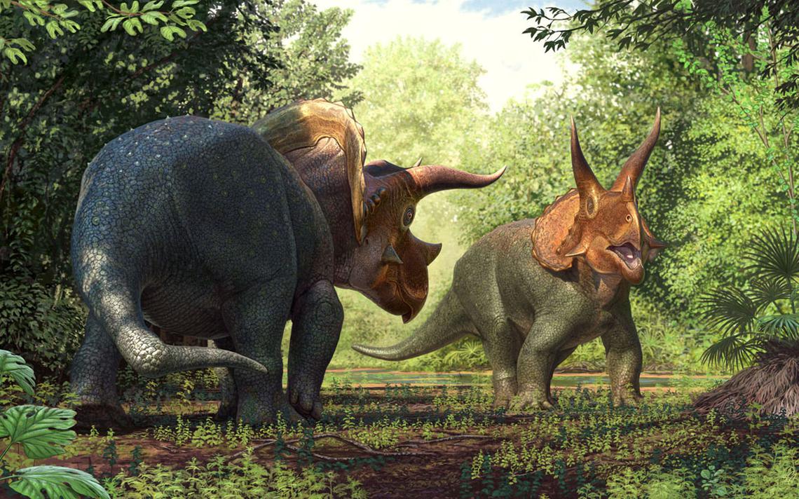 An artist's reconstruction of "Larry" the Triceratops. "Larry's" uniquely kinked tail has given researchers clues into the animal's lifestyle in a new study published, Jan 7. Reconstruction by Andrey Atuchin.