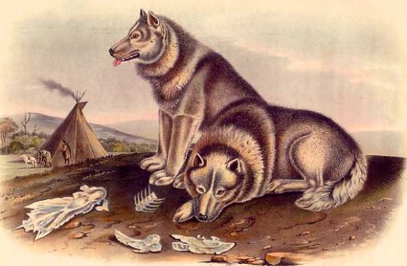 ‘Pre-contact’ American dogs, which arrived alongside people over 10,000 years ago and dispersed throughout North and South America, possessed genetic signatures unlike dogs found anywhere else in the world. Illustration by John James Audubon and John Bachman (1845-1848).