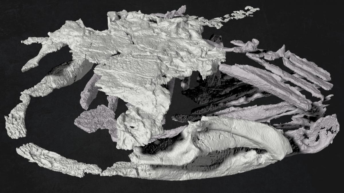 3-D reconstruction of the jaws, gill arches and braincase of Gladbachus adentatus.  Credit: Michael Coates and Kristen Tietjen, University of Chicago.