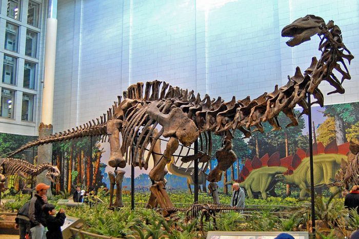 Apatosaurus specimen at Carnegie Museum. Photo: Tadek Kurpaski via Wikimedia Commons, CC 2.0