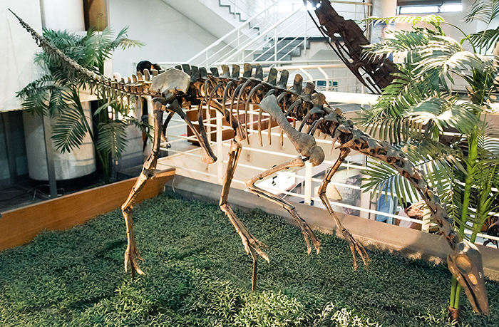 Archaeornithomimus asiaticus skeleton mounted at the Paleozoological Museum of China.