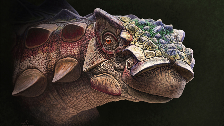 Artist’s interpretation of the newly discovered armored dinosaur Akainacephalus johnsoni. Illustration: Andrey Atuchin