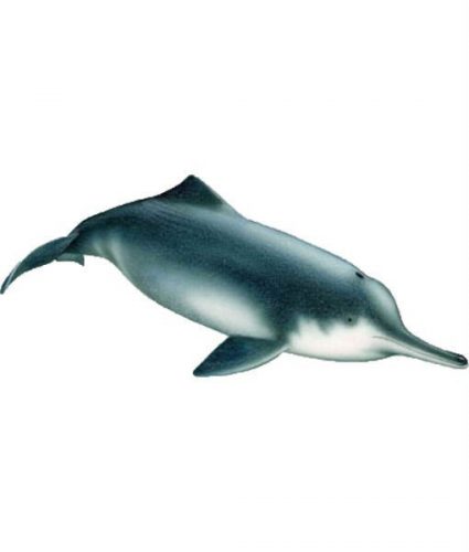 Baiji