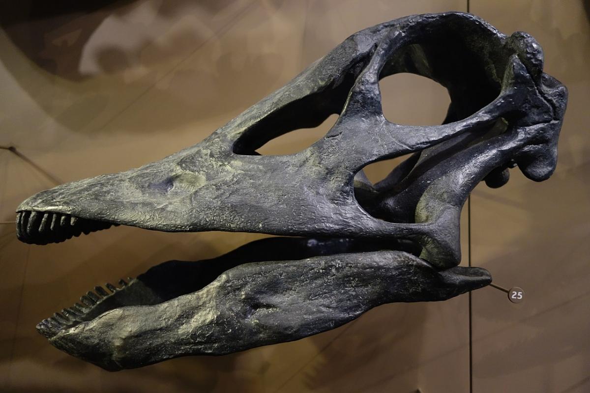 Skull cast, Natural History Museum of Utah