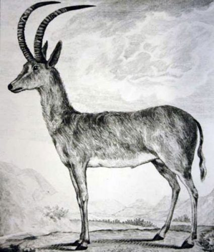 Blue Buck
