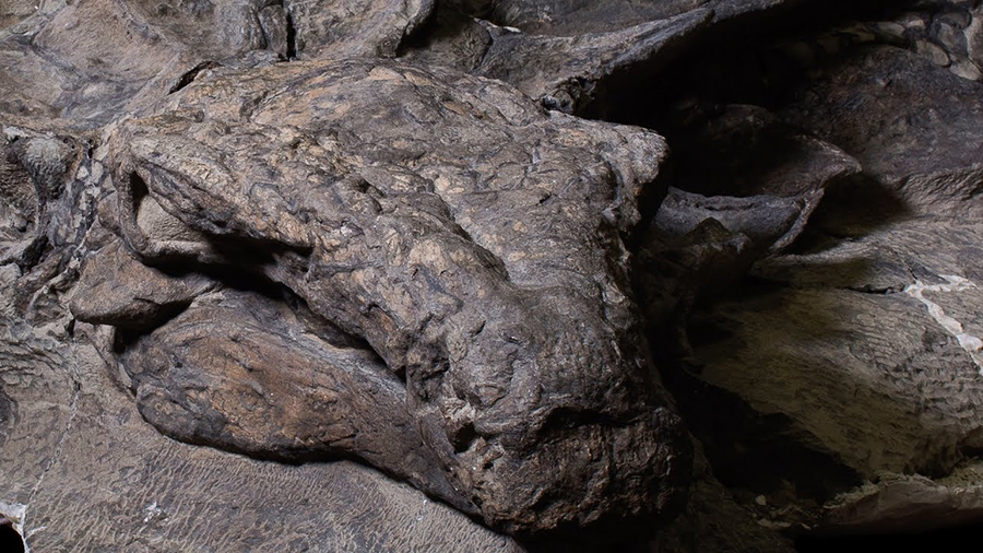 Borealopelta: World's best-preserved armoured dinosaur fossil.