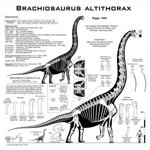 Brachiosaurus altithorax hi-fi skeletal by paleo king