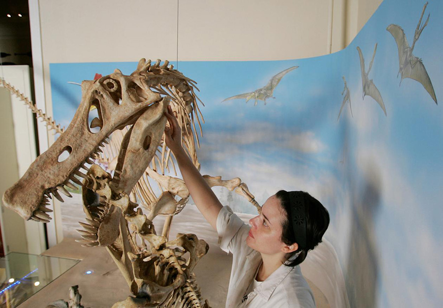 A woman works on a replica of the Angaturama Limai’s skeleton, the largest carnivorous dinosaur found in Brazil, in 2009. AP PHOTO/ RICARDO MORAES