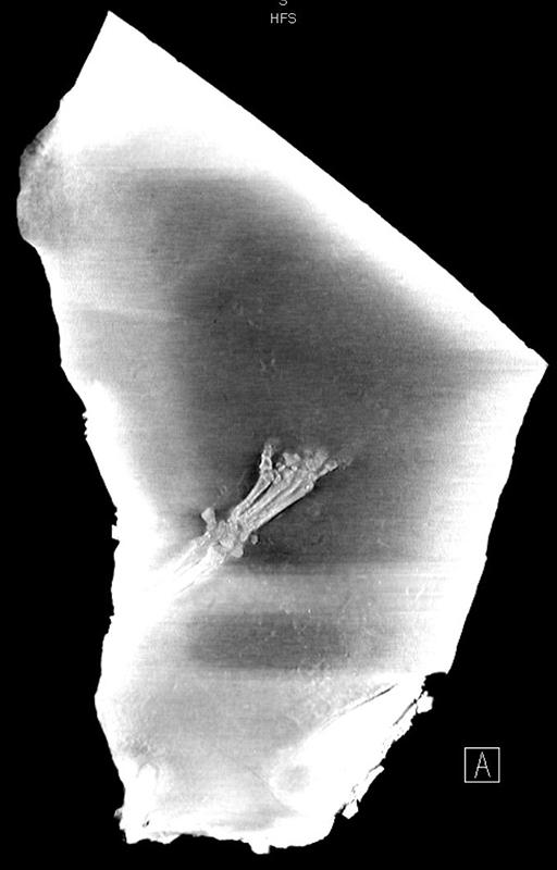 CT scan imagery taken at Ivinson Memorial Hospital & Foundation shows what is potentially the complete foot, ankle, and lower leg bone structure of the tapiromorph specimen discovered near Kemmerer, Wyoming. Modern tapirs have four toes on their front feet and three on their back feet. If modern analogies are representative of this specimen, this image shows what appears to be a four-toed front foot. CREDIT WYOMING STATE GEOLOGICAL SURVEY