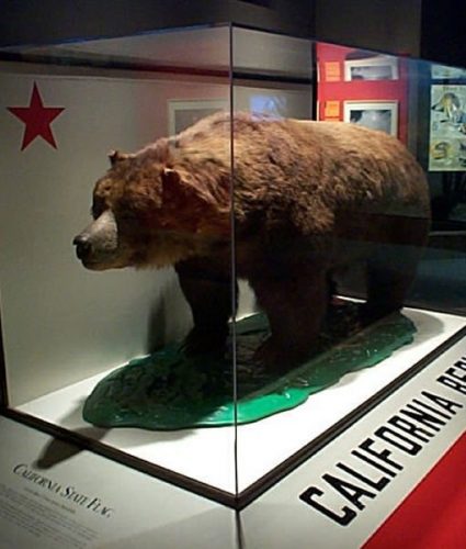 California Golden Bear