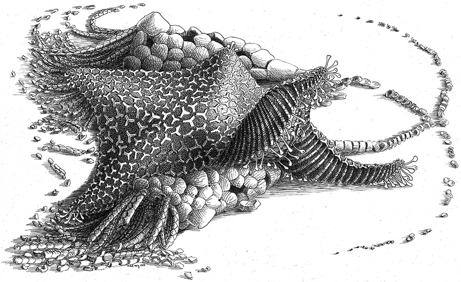 Reconstruction of Cantabrigiaster fezouataensis by Madmeg. Credit: Madmeg