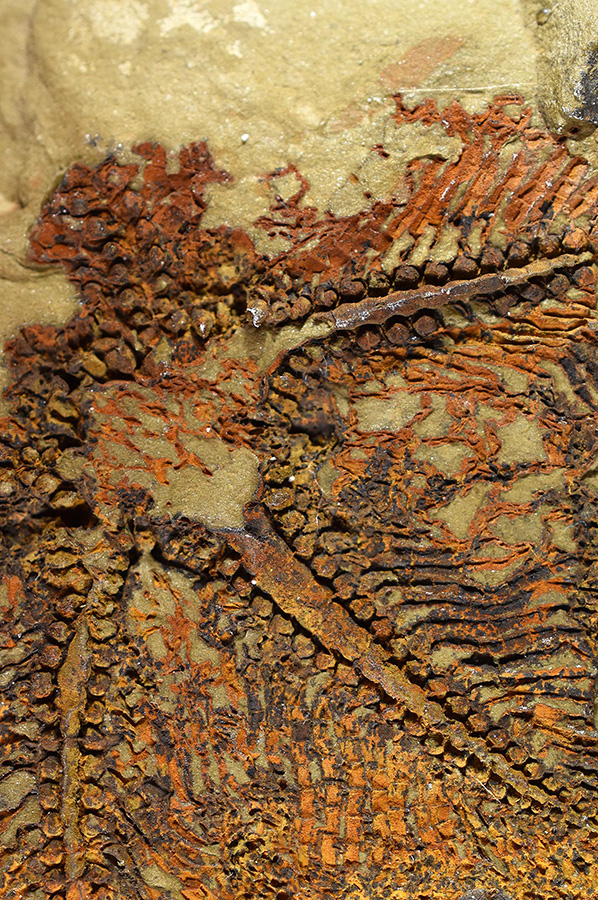 Cantabrigiaster fezouataensis from the Lower Ordovician (Tremadocian) Fezouata Shale, Zagora Morocco. Credit: Collections of the Claude Bernard University Lyon 1