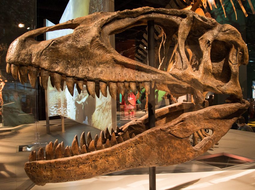 Carcharodontosaurus skull cast, Science Museum of Minnesota. Photo by Matthew Deery