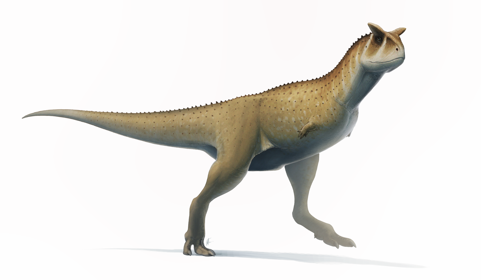 Illustration of Carnotaurus by Fred Wierum 