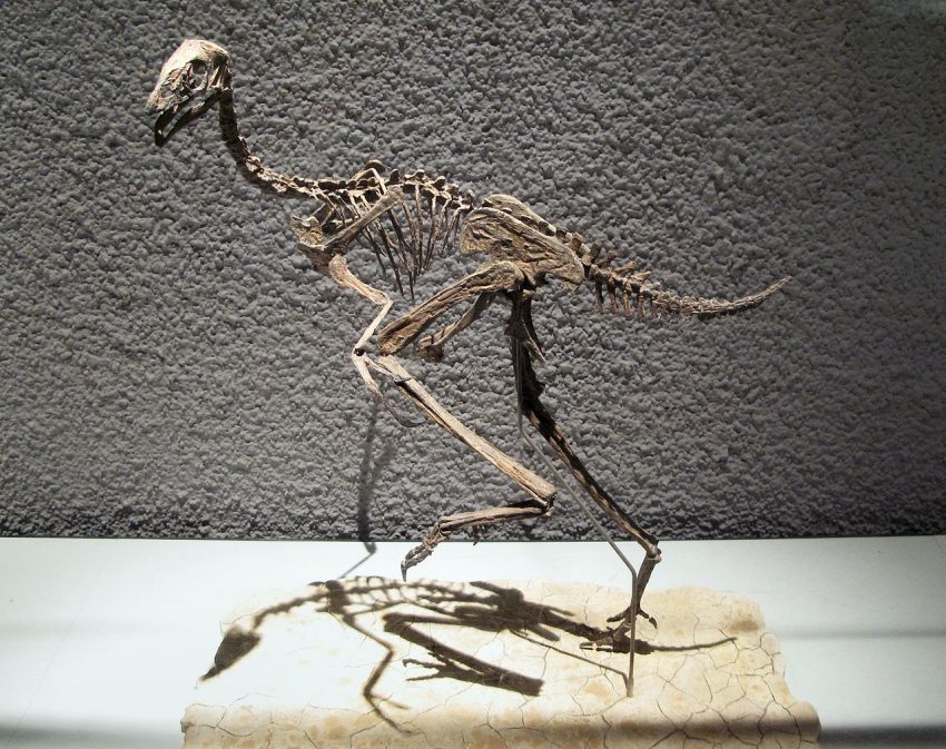 Caudipteryx