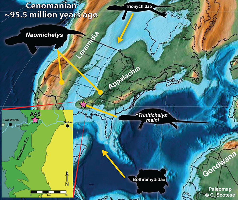 Map of North America during the Cenomanian age (96 million years ago) showing the four turtle families newly discovered at the Arlington Archosaur Site (AAS). The AAS fossil assemblage includes a diverse combination of native North American turtle lineages alongside those that migrated from Asia or the Southern hemisphere. One of these species, "Trinitichelys" maini is a new species to science, described here for the first time.  CREDIT Brent Adrian, M.F.A.
