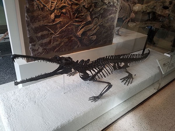 Chatham County native AMNH-FR-1 at the American Museum of Natural History. Photo by Ethan Fulwood