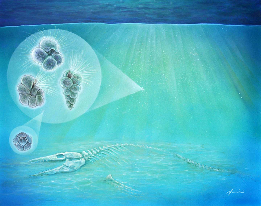 The three hair-covered forms (left) represent species of plankton found inside the crater. The geometric form (bottom left) is a species of algae. Small organisms like these moved into the crater so quickly that bones from animals that were killed by the impact, such as the mosasaur pictured here, may have still been visible. Image credit: John Maisano, University of Texas Jackson School of Geosciences.