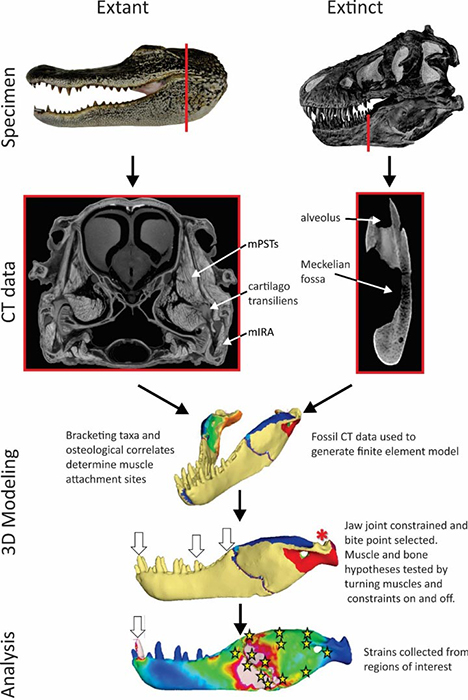 The researchers used CT scans of dinosaur fossils and modern-day specimens to create a 3D computer model of a dinosaur jaw and identify where muscles attach to bone. They then used the model to simulate muscle forces under different biting scenarios. Stars indicate areas where strain was assessed. Credit: Image courtesy of John Fortner, University of Missouri