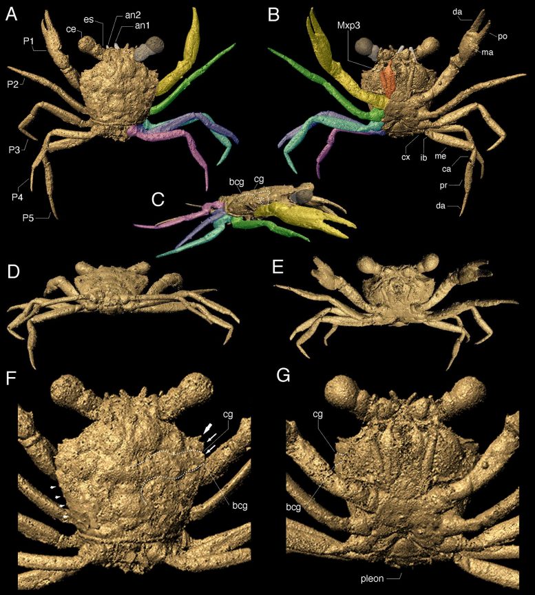 3D mesh of C. athanata Luque gen. et sp. nov. holotype LYAM-9. (A to E) 3D mesh extracted from reconstructed micro-CT data in VGSTUDIO MAX, remeshed in MeshLab, and visualized using Autodesk Maya: (A) dorsal, (B) ventral, (C) right lateral, (D) oblique postero-dorsal, (E) oblique antero-ventral views, showing the claws of equal size and four pairs of slender legs similar in shape and size, with P5 slightly smaller than the other legs. (F and G) Details of the dorsal (F) and ventral (G) carapace, showing details of the large eyes and orbits, small antennae, and a small, acute outer orbital spine [(F) thick arrow], two small anterolateral spines (F, thin arrows), a posterolateral margin bearing at least four small and equidistant tubercles (F, small arrows), straight posterior margin, slender coxae of the pereopods, a typical heterotreme eubrachyuran sternum (G), and a reduced and folded pleon with the first pleonites dorsally exposed. Left fifth pereopod digitally reattached. bcg, branchiocardiac groove; ca, carpus; cg, cervical groove; cx, coxa; da, dactylus; ib, ischiobasis; ma, manus or palm of claw; P1, claws or chelipeds; P2 to P5, pereopods or walking legs 2 to 5; po, pollex or fixed finger cheliped propodus; pr, propodus. Credit: Images and figure by Elizabeth Clark and Javier Luque. Used in journal.