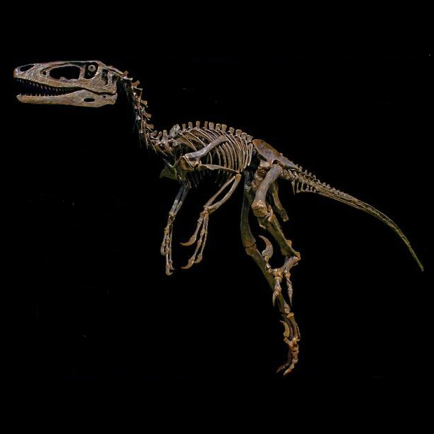 Dakotaraptor skeleton