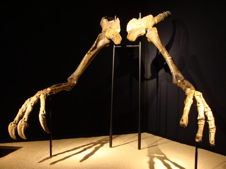 Deinocheirus mirificus holotype in the exhibition “Dinosaures. Tresors del desert de Gobi” (“Dinosaurs. Treasures of Gobi Desert”) in CosmoCaixa, Barcelona. Author: Eduard Solà