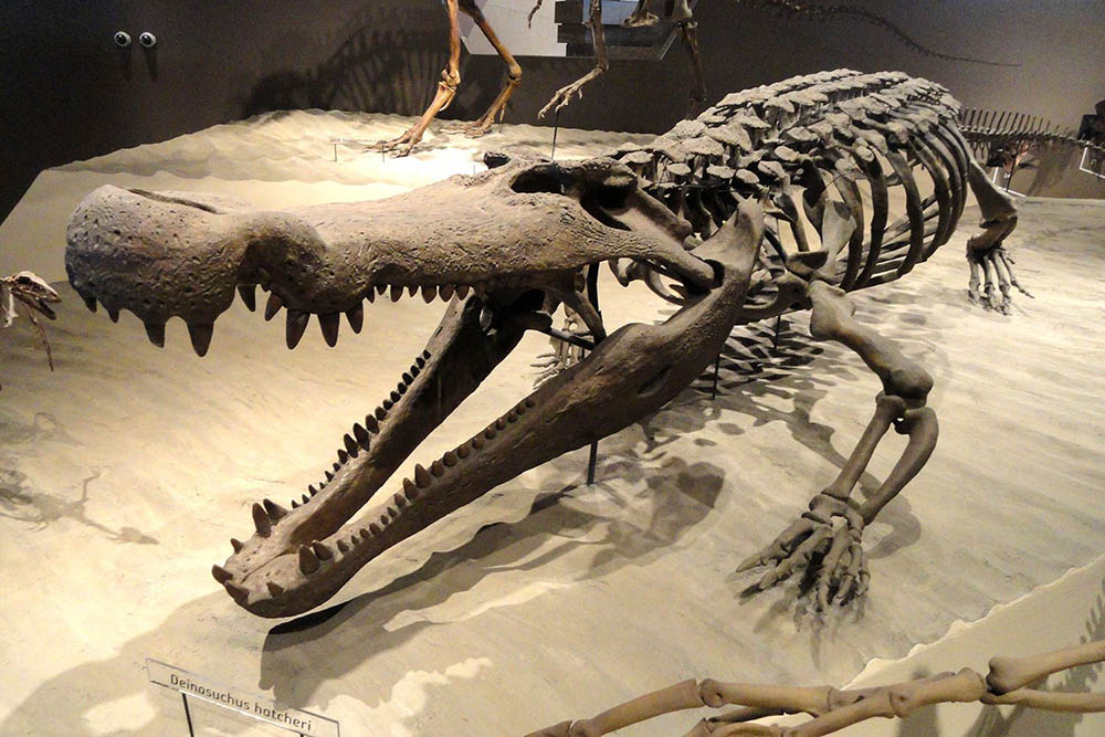  The skeleton of the Deinosuchus. Daderot/Wikimedia Commons/Public Domain