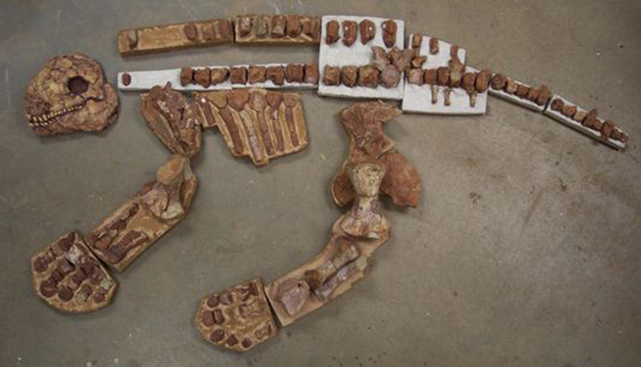 A diadectid, a Permian herbivore found in Taylor County, in preparation to be presented in the "Dinosaurs of Texas" at the Grace Museum in 2003-2004. The Permian period, and the animals that lived in it, actually vanished long before dinosaurs emerged, being around 290 million years ago. (Photo: Jo Helen Cox)