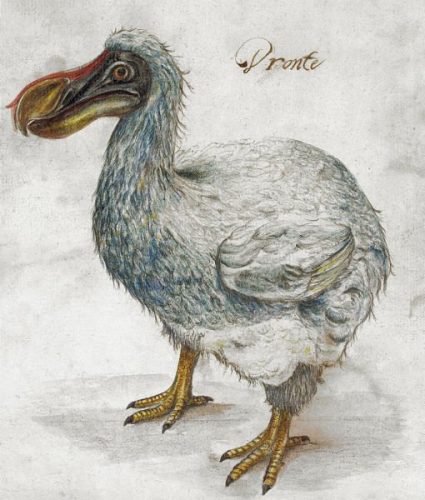Dodo