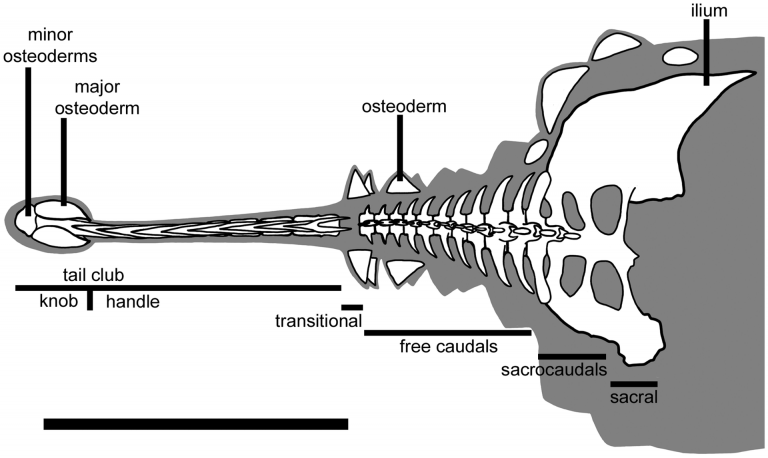 Dyoplosaurus tail reconstruction, showing terms used for parts of ankylosaurid tails