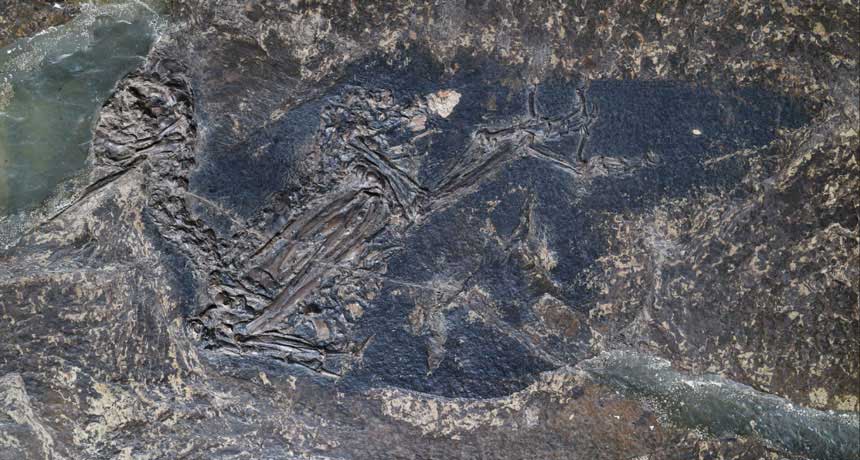 Eocoracias brachyptera fossil sample used for this study. The rich black texture on the surface is fossilized plumage of the bird. Fossil is stored at Senckenberg Research Institute.  CREDIT Sven Traenkner, photographer at the Senckenberg Research Institute and Nature Museum in Frankfurt.