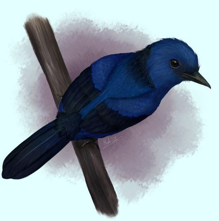 Reconstruction of Eocoracias brachyptera with hypothesized plumage coloration. Image credit: Marta Zaher, University of Bristol.
