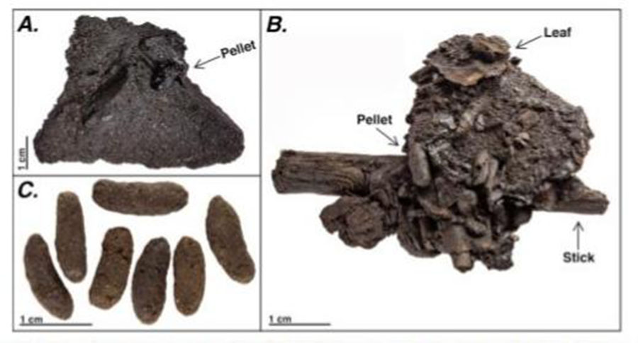 Example coprolites from Rancho La Brea (A) prior to asphalt removal with surrounding sediments, (B) showing intact pellets with plant material, (C) isolated, cleaned pellets. Figure 2, from: Mychajliw et al. 2020. Exceptionally preserved asphaltic coprolites expand the spatiotemporal range of a North American paleoecological proxy. Credit: Carrie Howard