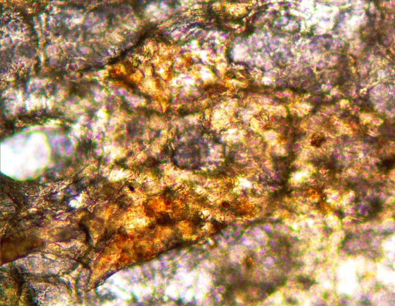 Experimental maturation initiates glycoamylase / lipoxygenase in the sample eggshell / © Jasmina Wiemann