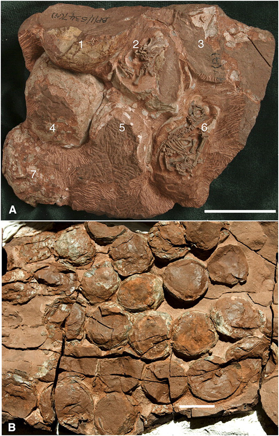 Egg clutches recovered from Rooidrai. (A) Massospondylus (BP/1/5347a) egg clutch, showing the presence of two exposed skeletons; parts of 7 eggs (numbered) are preserved in this block, and fragments of 4 additional eggs are preserved in the counterpart block (BP/1/5347b, not shown). However, only 6 eggs are sufficiently complete to contain embryos. This clutch was collected as an isolated block in talus in 1976. Of the preserved near complete eggs, 5 contain embryonic remains, but only the remains in 2 eggs (N2 and N6) have been exposed through preparation and removal of most of the eggshell. (B) Part of the most completely prepared egg clutch that contains a total of 34 eggs (BP/1/6229). This clutch was preserved in situ in the cliff face. The matrix in the immediate area around the nest showed extensive bioturbation and lacked the fine laminations that normally characterize much of the nesting site, but there is no definite evidence of a nest beyond the organized nature of the egg clutches. (Scale bar, 5 cm.)