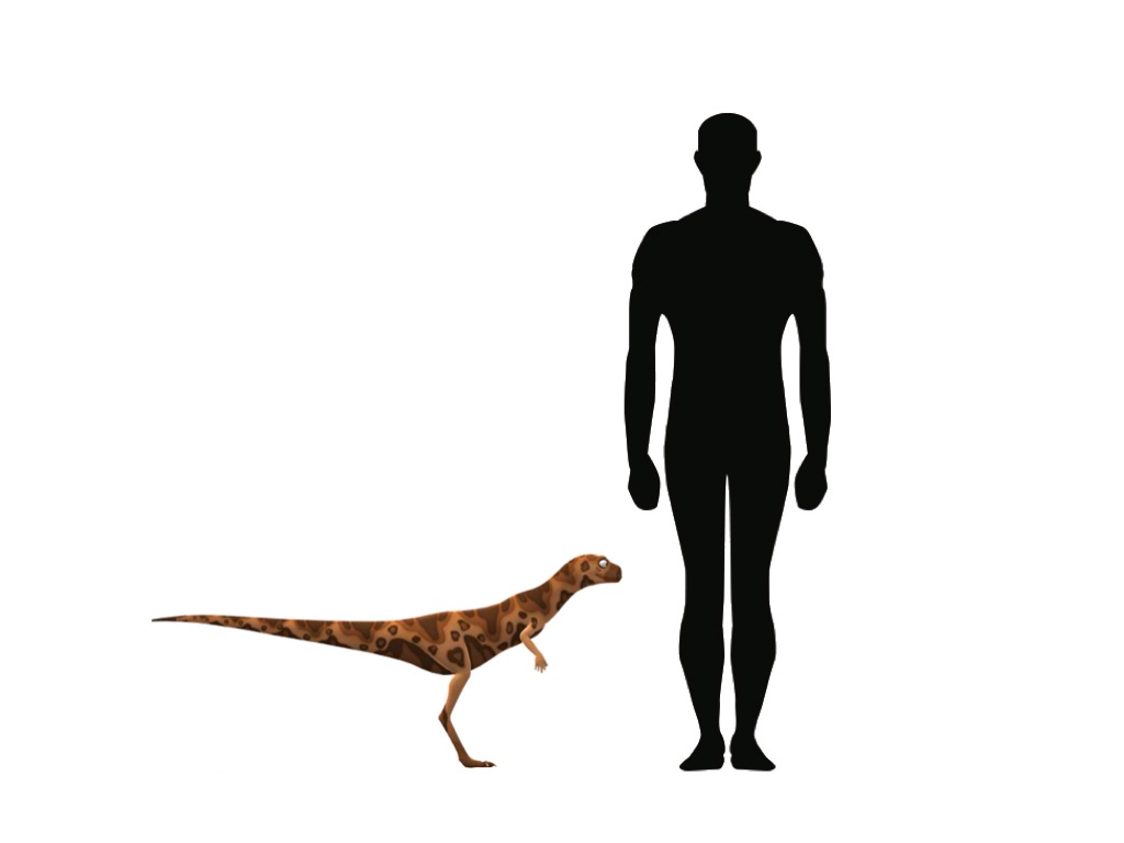 Fabrosaurus size