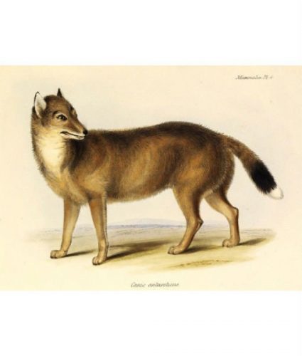 Falkland Islands Wolf