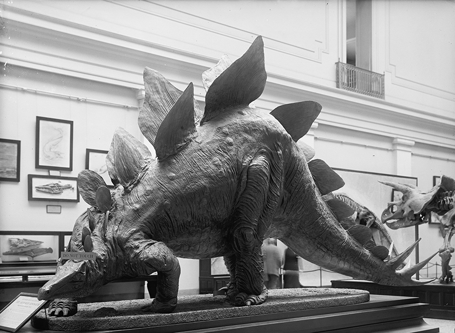 View of a model of a stegosaurus, labelled ‘the Armored Dinosaur,’ on display at the Smithsonian Institution, Washington DC, 1917. (Photo by Library of Congress/Interim Archives/Getty Images)