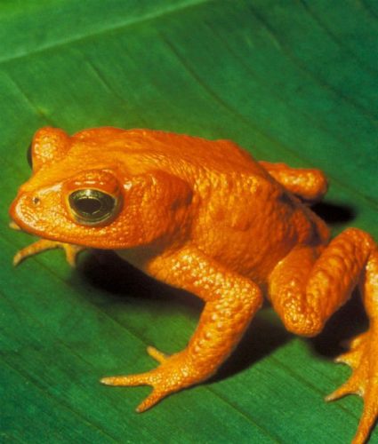 Golden Toad