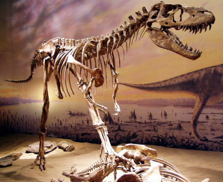Gorgosaurus at the Royal Tyrrell Museum. Author: Sebastian Bergmann
