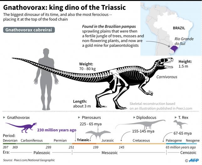 Graphic on Gnathovorax, a carnivorous dinosaur that roamed what is now southern Brazil some 250 million years ago. Photo: AFP