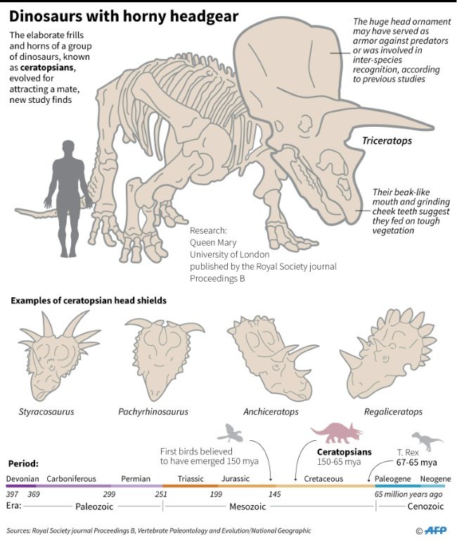 Graphic on dinosaurs with horns on their heads.