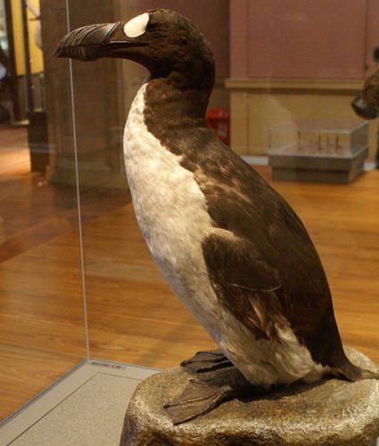 Great Auk