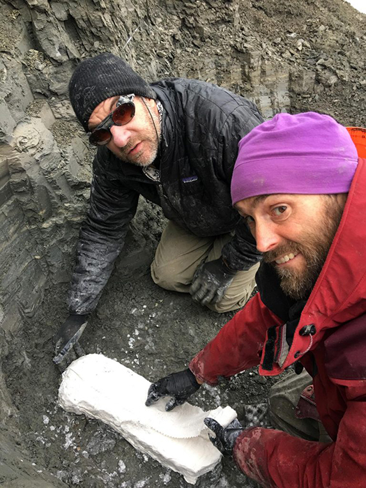 Greg Erickson and Pat Druckenmiller place a plaster jacket on a bone found along the Colville River on Alaska’s North Slope. Credit: Photo by Kevin May