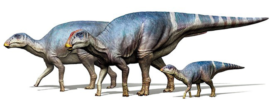 An image of Hadrosauroidea that existed in the late Cretaceous Period (Provided by the Nagasaki prefectural board of education and the Fukui Prefectural Dinosaur Museum)