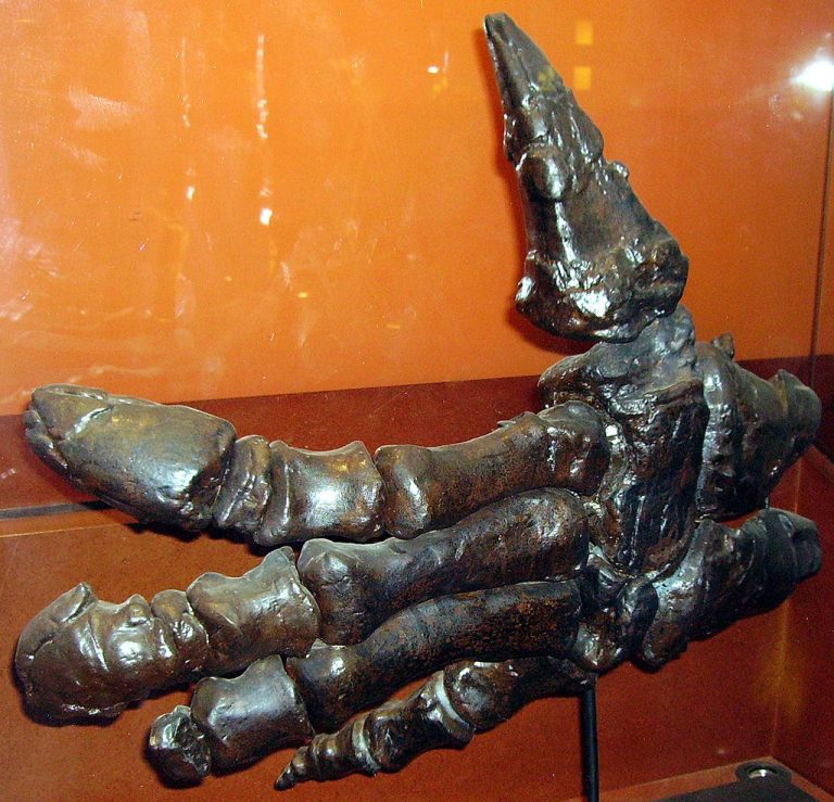 Hand of Iguanodon shown in the Natural History Museum. Credit to: Ballista.